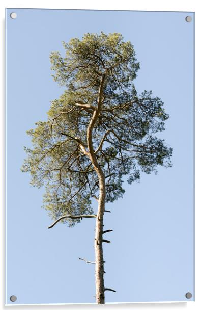 Single Coniferous Tree  Acrylic by Mike C.S.