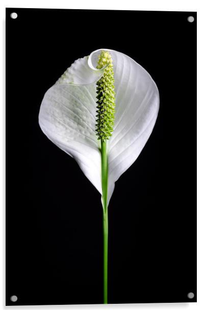 Japanese Peace Lily  Acrylic by Mike C.S.