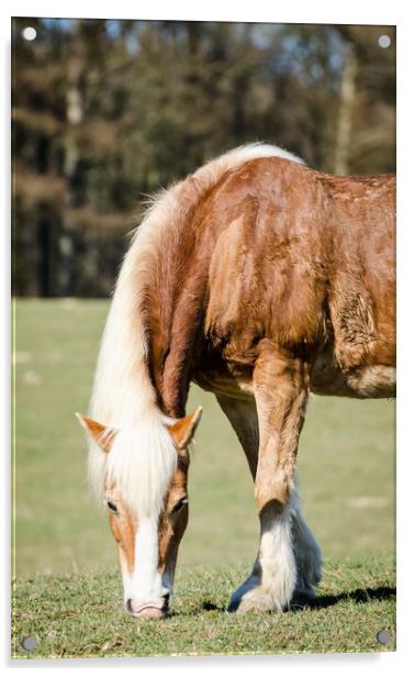 Grazing Horse  Acrylic by Mike C.S.