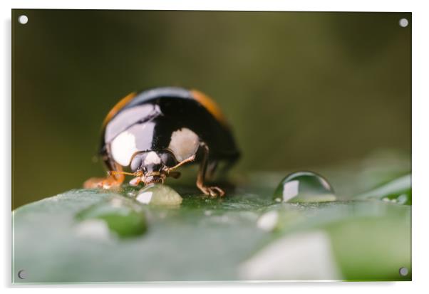 Ladybug On A Leaf  Acrylic by Mike C.S.