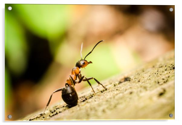 Ant On The Forest Floor  Acrylic by Mike C.S.