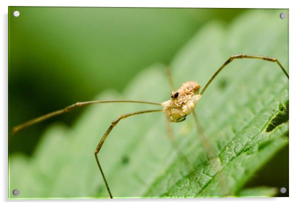 Daddy Longlegs Spider   Acrylic by Mike C.S.