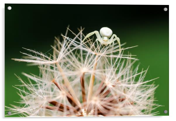 Crab Spider On A Dandelion  Acrylic by Mike C.S.