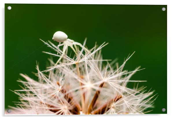 Tiny Crab Spider On A Dandelion  Acrylic by Mike C.S.