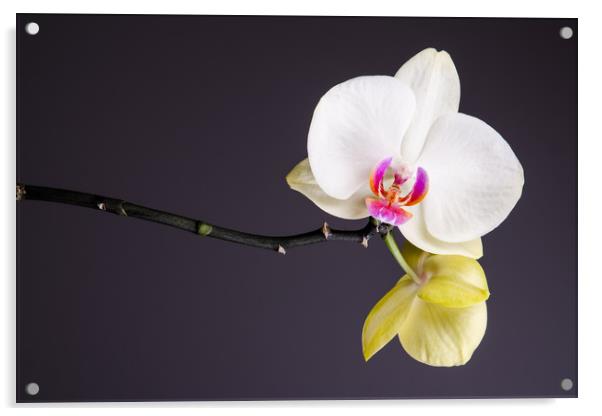 White And Yellow Orchid  Acrylic by Mike C.S.