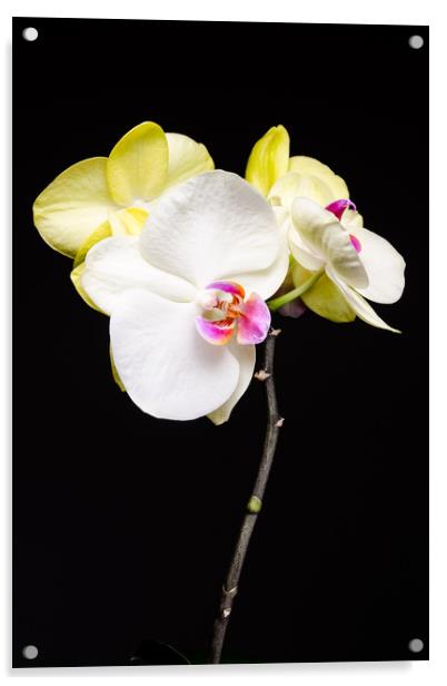 White And Yellow Orchids  Acrylic by Mike C.S.
