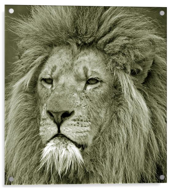 Lion Acrylic by Simon Marshall