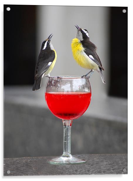 Bananaquit birds on wine glass Acrylic by Simon Marshall
