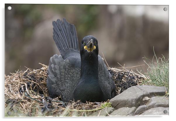 Cormorant incubating eggs on nest Acrylic by Simon Marshall