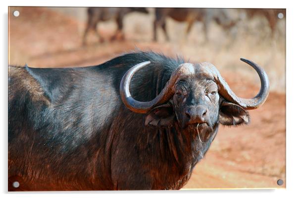 large black African Buffalo Acrylic by Simon Marshall