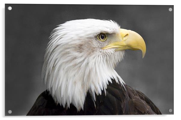 North American Bald Eagle Acrylic by Simon Marshall