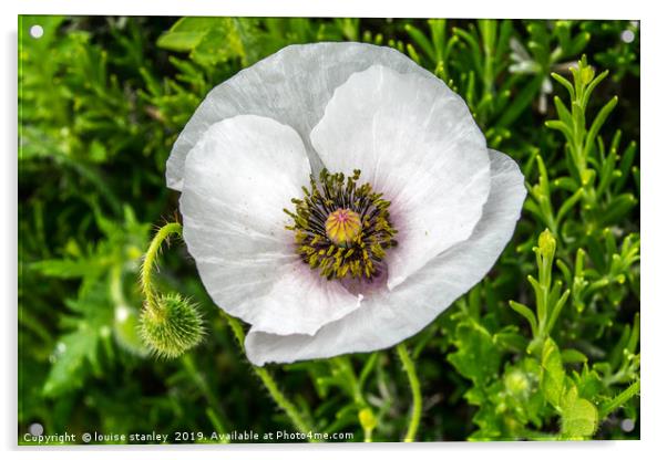 White Poppy Acrylic by louise stanley