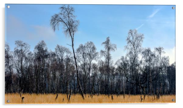 Silver birches at Snettisham Acrylic by Robbie Spencer