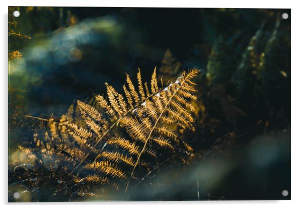 A close up of bracken back lighted by beautiful go Acrylic by David Wall