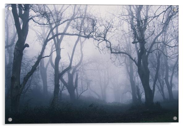 Forest Fog Acrylic by David Wall