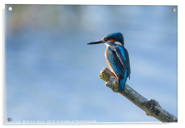 Kingfisher perching Acrylic by Donna Joyce