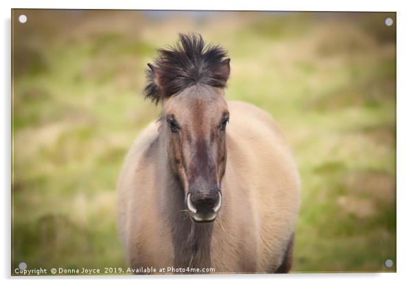 Konik Pony Acrylic by Donna Joyce