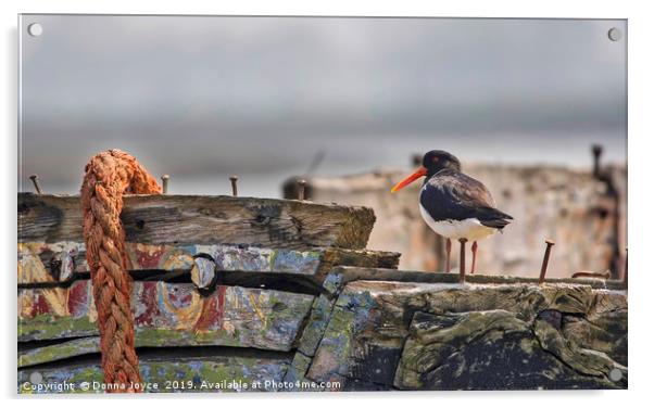 Oyster Catcher Acrylic by Donna Joyce