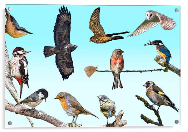A collection of native British birds Acrylic by Donna Joyce