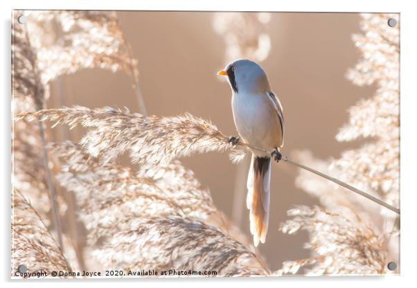 Bearded tit at sunrise Acrylic by Donna Joyce