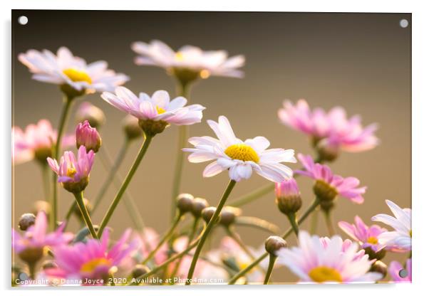 Spring daisiy's Acrylic by Donna Joyce