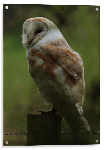 A Barn Owl Napping Acrylic by Lorraine Leversha-Capps