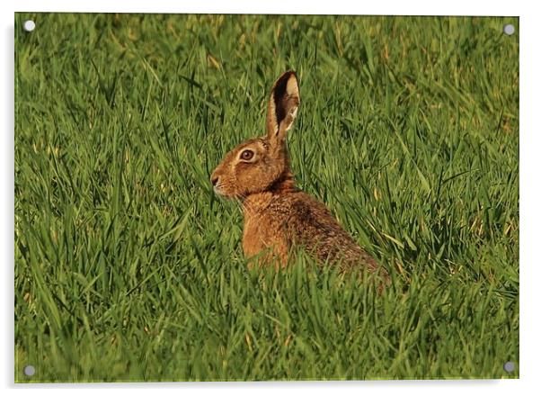 The Hare Acrylic by Lorraine Leversha-Capps