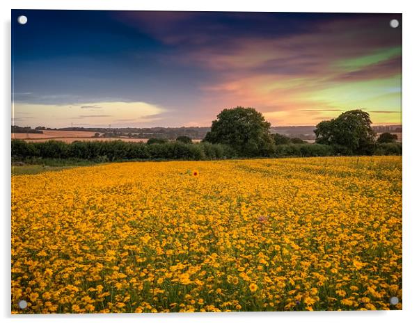 Sunflower at Sunset Acrylic by Steve Thomson