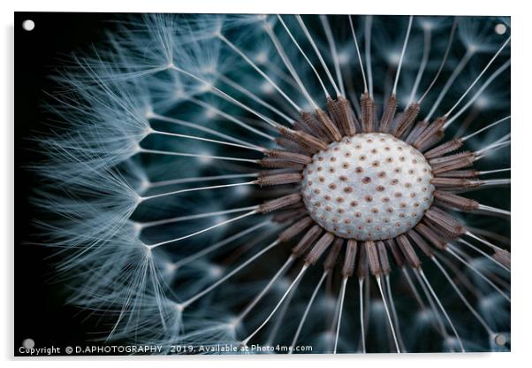 Dandelion seeds Acrylic by D.APHOTOGRAPHY 