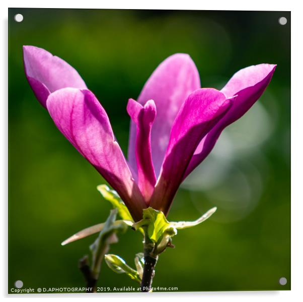 Magnolia Acrylic by D.APHOTOGRAPHY 