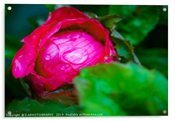 water on red red rose  Acrylic by D.APHOTOGRAPHY 