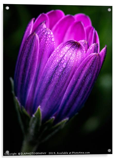 dreamy tulip Acrylic by D.APHOTOGRAPHY 