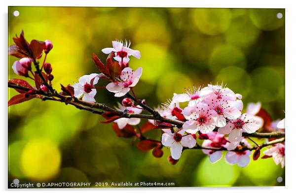 Cherry Blossum Acrylic by D.APHOTOGRAPHY 