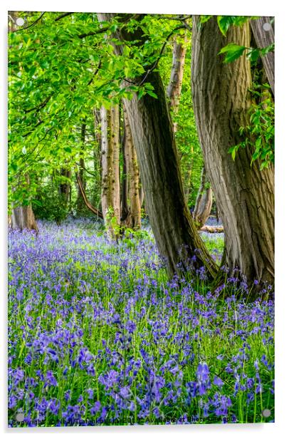 Springtime Woodland Bluebell View Acrylic by Neal Trafankowski