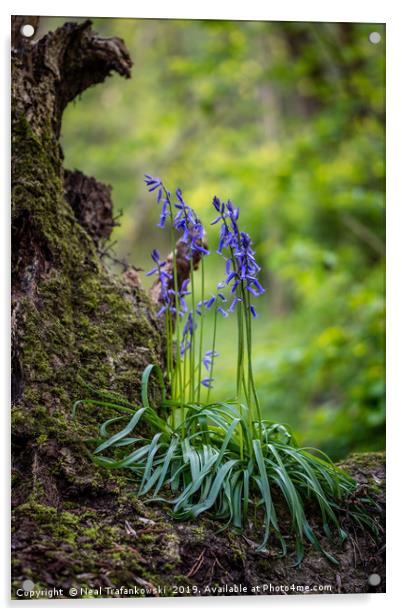 Bluebells on Fallen Tree Acrylic by Neal Trafankowski