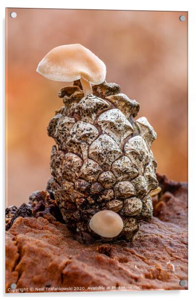 Pinecone Fungi Acrylic by Neal Trafankowski