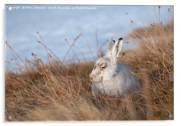 Sunbathing mountain hare Acrylic by Mike Johnston
