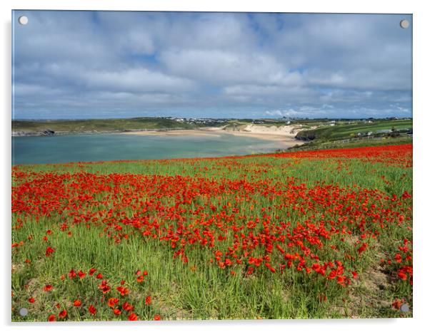 Breathtaking Cornish Coastal Poppies Acrylic by Tony Twyman