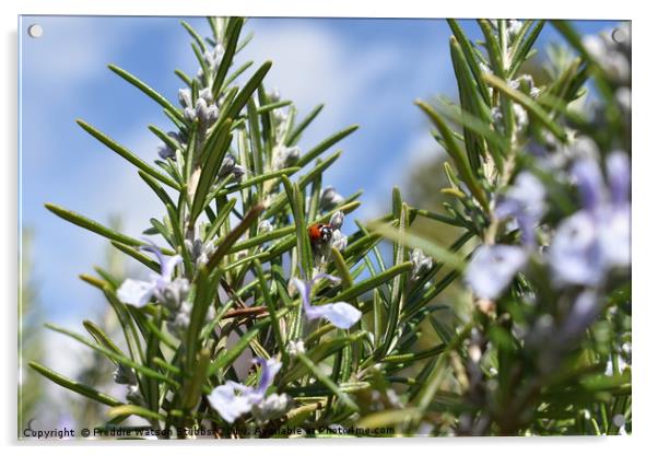 Ladybird in Rosemary Acrylic by Freddie Watson Stubbs