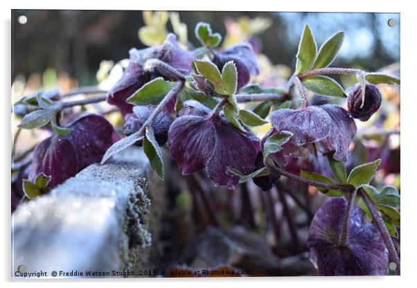 Iced Hellebores Acrylic by Freddie Watson Stubbs