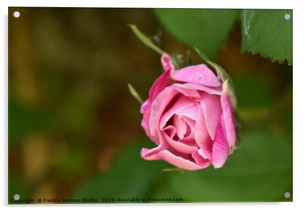 Pink Rose Bloom Acrylic by Freddie Watson Stubbs