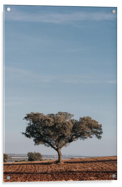 Holm Oak tree in cultivated field Acrylic by Paulo Sousa