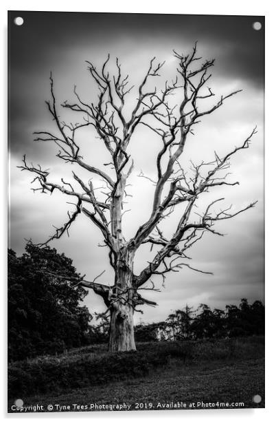 Dead Tree Acrylic by Tyne Tees Photography