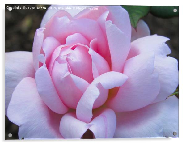 A pretty pink rose flower in bloom Acrylic by Joyce Nelson