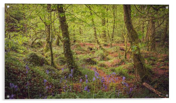 Bluebells at Kennall Vale Acrylic by Ben Hatwell
