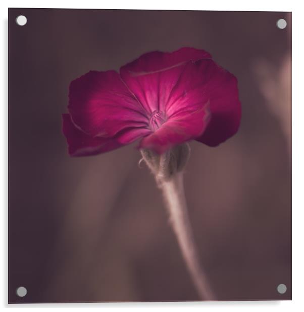 Summer Flower Acrylic by Ben Hatwell