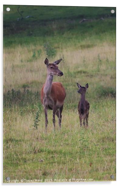 Red Deer with her fawn Acrylic by Tracey Wood