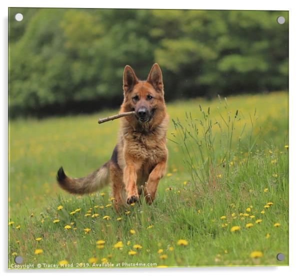 German Shepherd Acrylic by Tracey Wood