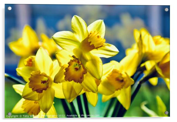 Daffodils  Acrylic by Tony Williams. Photography email tony-williams53@sky.com