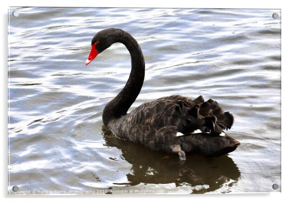 Black Swan Acrylic by Tony Williams. Photography email tony-williams53@sky.com